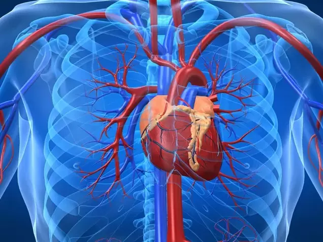 Potenciją gerinantys pratimai draudžiami sergant širdies ligomis