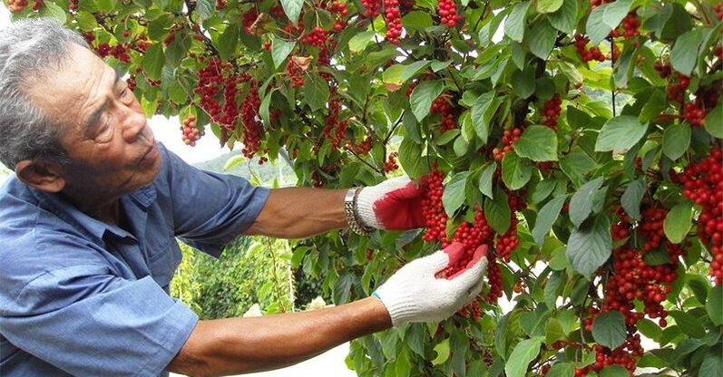 Kinijos citrinžolė, kad padidintumėte potenciją